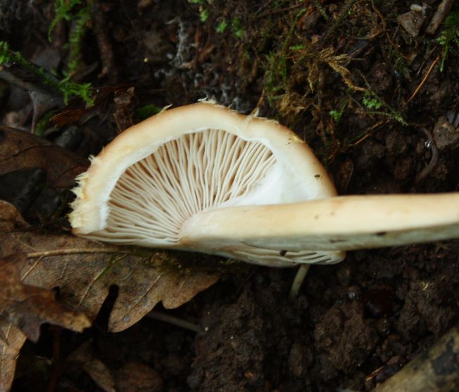 Armillaria gallica?